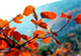 Fragrant Hills Park Located on the west side of Beijing(图1)
